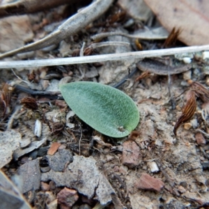 Eriochilus cucullatus at Cook, ACT - 26 Apr 2018