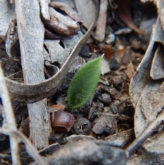 Glossodia major (Wax Lip Orchid) at Cook, ACT - 26 Apr 2018 by CathB