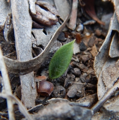 Glossodia major (Wax Lip Orchid) at Cook, ACT - 26 Apr 2018 by CathB