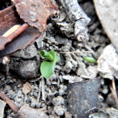 Pterostylis pedunculata (Maroonhood) at Belconnen, ACT - 25 Apr 2018 by CathB