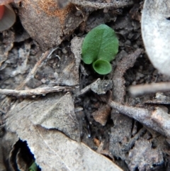 Pterostylis pedunculata at Belconnen, ACT - suppressed