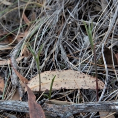 Bunochilus umbrinus (Broad-sepaled Leafy Greenhood) at Aranda Bushland - 24 Apr 2018 by CathB