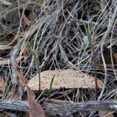 Bunochilus umbrinus (ACT) = Pterostylis umbrina (NSW) (Broad-sepaled Leafy Greenhood) by CathB