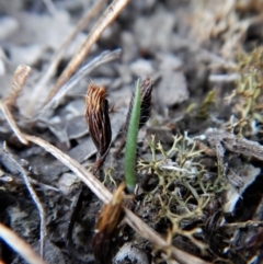 Caladenia atrovespa (Green-comb Spider Orchid) at Mount Painter - 26 Apr 2018 by CathB