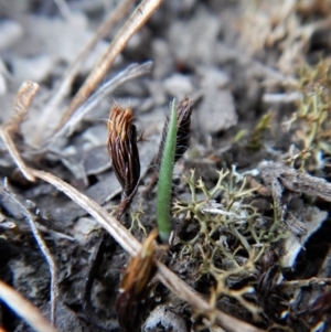 Caladenia atrovespa at Cook, ACT - suppressed