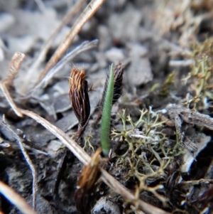 Caladenia atrovespa at Cook, ACT - 26 Apr 2018