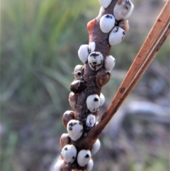 Cryptes baccatus (Wattle Tick Scale) at Cook, ACT - 20 Apr 2018 by CathB