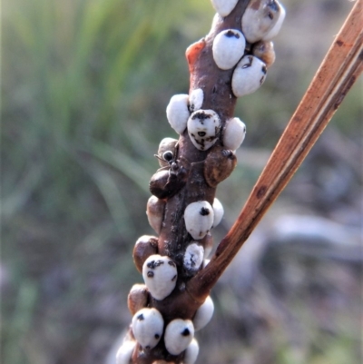 Cryptes baccatus (Wattle Tick Scale) at Cook, ACT - 20 Apr 2018 by CathB