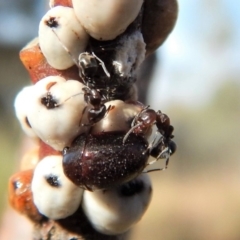 Iridomyrmex sp. (genus) (Ant) at Cook, ACT - 24 Apr 2018 by CathB