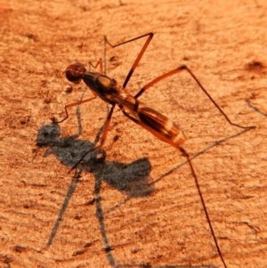 Metopochetus compressus at Cook, ACT - 26 Apr 2018 05:11 PM