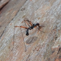 Metopochetus compressus at Cook, ACT - 26 Apr 2018 05:11 PM