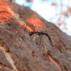 Metopochetus compressus at Cook, ACT - 26 Apr 2018 05:11 PM