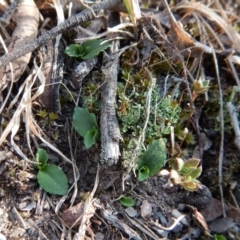 Pterostylis nutans (Nodding Greenhood) at Aranda Bushland - 24 Apr 2018 by CathB