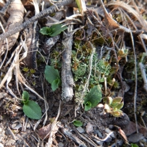 Pterostylis nutans at Aranda, ACT - 25 Apr 2018