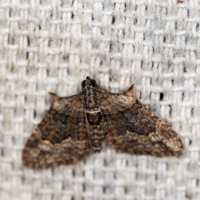 Phrissogonus laticostata (Apple looper moth) at O'Connor, ACT - 20 Apr 2018 by ibaird