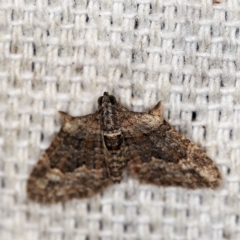 Phrissogonus laticostata (Apple looper moth) at O'Connor, ACT - 20 Apr 2018 by ibaird