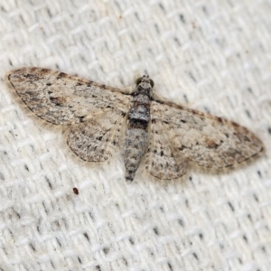 Chloroclystis insigillata at O'Connor, ACT - 20 Apr 2018 10:57 PM