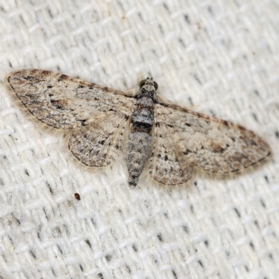 Chloroclystis insigillata (Chloroclystis insigillata) at O'Connor, ACT - 20 Apr 2018 by ibaird