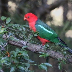 Alisterus scapularis (Australian King-Parrot) at Bournda, NSW - 26 Apr 2018 by Leo