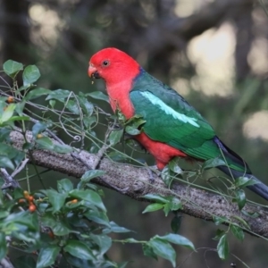 Alisterus scapularis at Bournda, NSW - 27 Apr 2018 09:34 AM