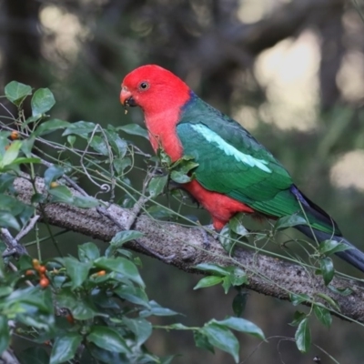 Alisterus scapularis (Australian King-Parrot) at Bournda, NSW - 26 Apr 2018 by Leo