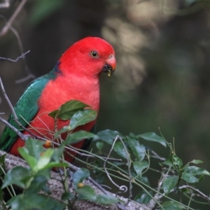 Alisterus scapularis at Bournda, NSW - 27 Apr 2018 09:34 AM