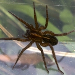 Lycosidae (family) (Unidentified wolf spider) at Mount Ainslie - 27 Apr 2018 by jb2602