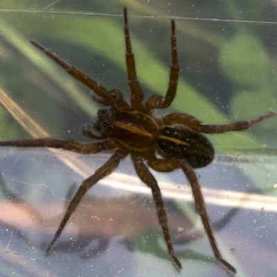 Lycosidae (family) (Unidentified wolf spider) at Mount Ainslie - 27 Apr 2018 by jb2602