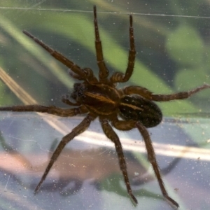 Lycosidae (family) at Majura, ACT - 27 Apr 2018