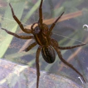 Lycosidae (family) at Majura, ACT - 27 Apr 2018