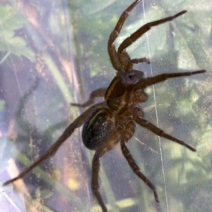 Lycosidae (family) at Majura, ACT - 27 Apr 2018