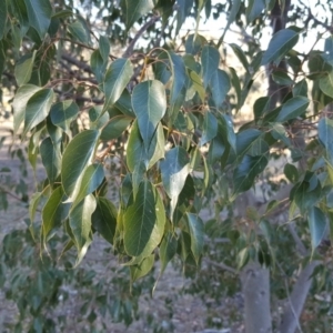 Brachychiton populneus subsp. populneus at Wanniassa Hill - 27 Apr 2018