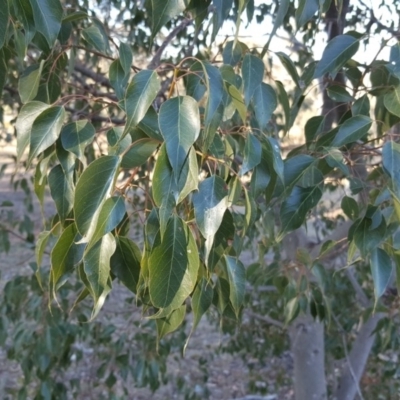 Brachychiton populneus subsp. populneus (Kurrajong) at Wanniassa Hill - 27 Apr 2018 by Mike