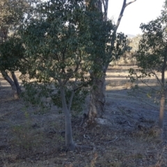 Brachychiton populneus subsp. populneus at Wanniassa Hill - 27 Apr 2018