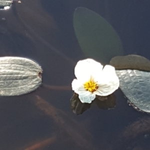 Ottelia ovalifolia subsp. ovalifolia at Wanniassa Hill - 27 Apr 2018 03:59 PM