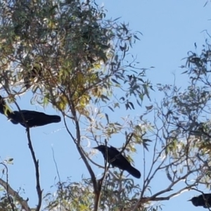 Corvus coronoides at Wanniassa Hill - 27 Apr 2018 03:52 PM