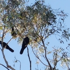 Corvus coronoides at Wanniassa Hill - 27 Apr 2018