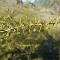 Acacia ulicifolia (Prickly Moses) at Wanniassa Hill - 27 Apr 2018 by Mike