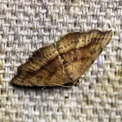 Sophta concavata (Varied Hookwing) at O'Connor, ACT - 22 Feb 2018 by ibaird