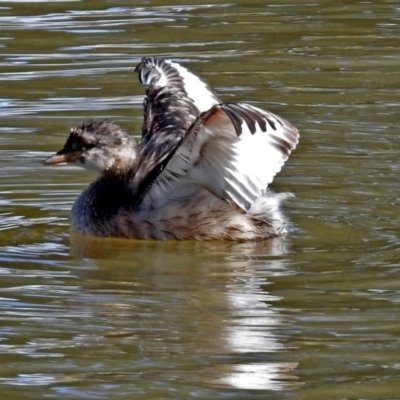 Tachybaptus novaehollandiae (Australasian Grebe) at Stranger Pond - 27 Apr 2018 by RodDeb