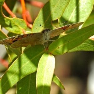 Junonia villida at Bonython, ACT - 27 Apr 2018