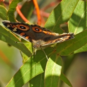 Junonia villida at Bonython, ACT - 27 Apr 2018