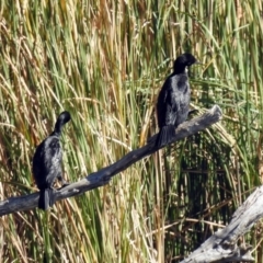 Phalacrocorax sulcirostris (Little Black Cormorant) at Stranger Pond - 27 Apr 2018 by RodDeb