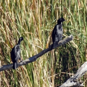 Phalacrocorax sulcirostris at Bonython, ACT - 27 Apr 2018