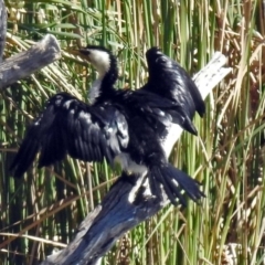 Microcarbo melanoleucos (Little Pied Cormorant) at Bonython, ACT - 27 Apr 2018 by RodDeb