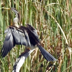 Anhinga novaehollandiae (Australasian Darter) at Stranger Pond - 27 Apr 2018 by RodDeb