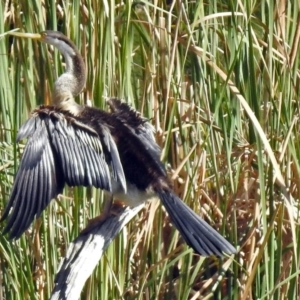 Anhinga novaehollandiae at Bonython, ACT - 27 Apr 2018