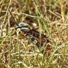 Apina callisto (Pasture Day Moth) at Bonython, ACT - 27 Apr 2018 by RodDeb