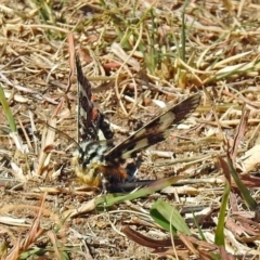 Apina callisto at Bonython, ACT - 27 Apr 2018 12:12 PM