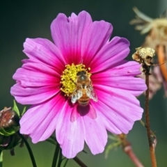 Apis mellifera (European honey bee) at Bonython, ACT - 27 Apr 2018 by RodDeb